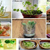 Daily Vegetables That You Buy Once and Regrow Forever! Complete Guide on How to Grow Them